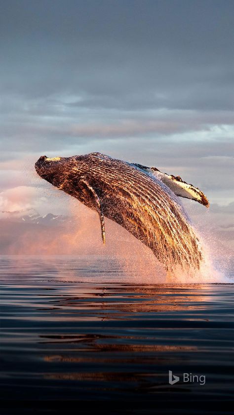 North Pacific Right Whale, Humpback Whale Aesthetic, Cool Whale Pictures, Whale Wallpapers, Whale Background, Whale Aesthetic, Whale Photography, Humpback Whale Art, Humpback Whale Breaching