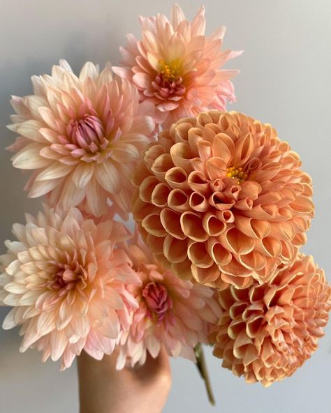 Teresa ✨ Floral Photographer | Peach + Pumpkin: one of my fave palettes for fall 🍂 Pairing ‘Preference’ dahlias from my garden with these pumpkin-colored pom dahlias… | Instagram Light Peach Flowers, Peach Fuzz Wedding Flowers, Small Dahlia Bouquet, Floral Color Palette Colour Schemes, Peach Dahlia Bouquet, Fall Dahlia Bouquet, Pink Fall Flowers, Peach Wedding Florals, Fall Dahlias