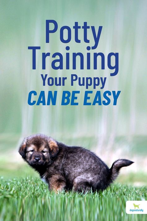 House Breaking A Puppy, How To Potty Train, Train Your Puppy, House Training Puppies, Puppy House, Dog Behavior Problems, Potty Train, Dog Training Treats, House Training Dogs