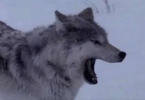 Wolf Yawn GIF - Wolf Yawn Stretch - Discover & Share GIFs Silly Wolves, Sigma Wolf, Wolf Gif, Dog Yawning, Magical Wolf, Wolf Warriors, Aesthetic Gifs, Oc Inspiration, Wolf Love