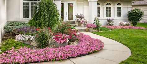 A Guide to Growing Bubblegum Petunias – Homestead Gardens Supertunia Vista Bubblegum, Petunia Hanging Baskets, Petunia Care, Wave Petunias, Flower Bed Borders, Petunia Plant, Sun Loving Plants, Homestead Gardens, Natural Fertilizer