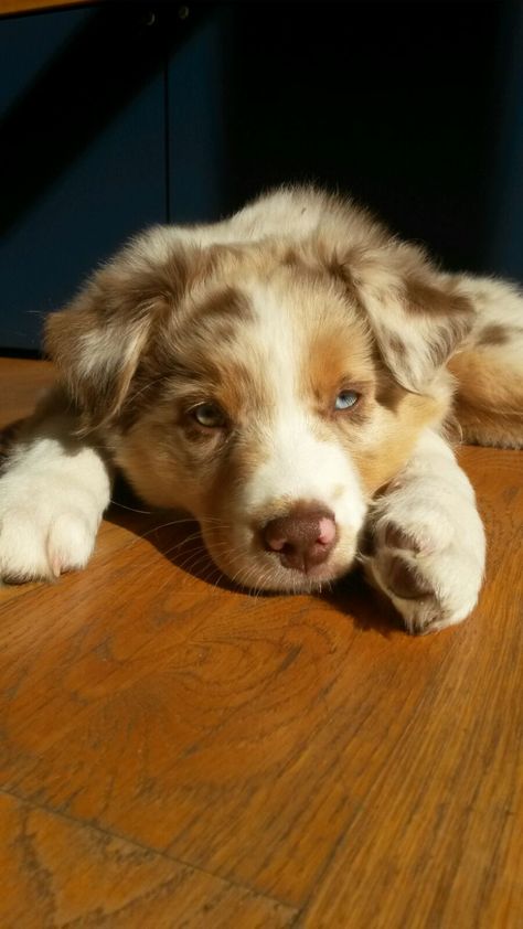 Aussie Puppies, Cute Animals Puppies, Border Collie Dog, Australian Shepherds, Dream Dog, Collie Dog, Cute Animal Photos, Animal Photos, Little Animals