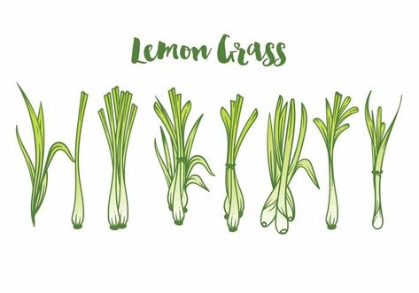 Lemon Grass Icon Set Grass Drawing, Atlas Tattoo, Grass Vector, Remove Bg, Vector Art Design, Packaging Labels Design, Beauty Packaging, Icon Set Vector, Lemon Grass