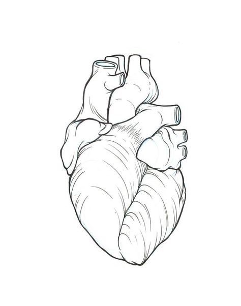 Real Heart Outline, Real Heart Tattoos, Anatomical Heart Drawing, Realistic Heart Tattoo, Heart Outline Tattoo, Human Heart Drawing, Real Heart, Outline Tattoo, The Human Heart