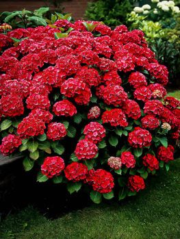 Buy Hydrangeas | Hydrangeas For Sale Online | The Tree Center Buddleja Davidii, Hydrangea Shrub, Ficus Microcarpa, Red Hydrangea, Hydrangea Care, Hydrangea Garden, Hydrangea Macrophylla, Planting Hydrangeas, Planting Shrubs