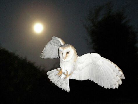 Beautiful Barn Owl Southern Gothic, Pretty Animals, Arte Inspo, Silly Animals, The Night Sky, Barn Owl, Pretty Pictures, Night Sky, Art Inspo