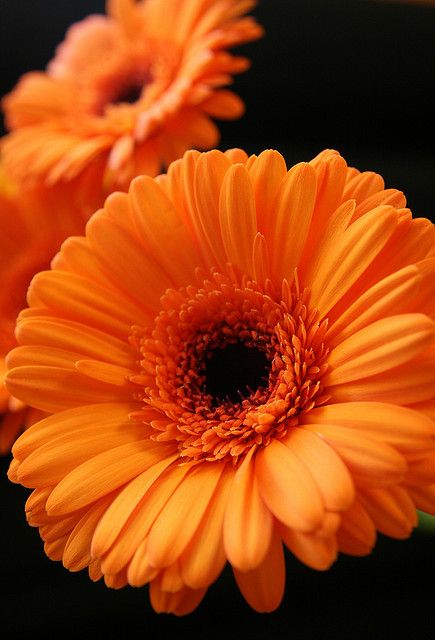 Orange Black Aesthetic, Orange And Black Aesthetic, Black And Orange Aesthetic, Cerulean Sea, Orange Gerbera, Orange Nature, Orange Daisy, Gerbera Flower, Orange Glow