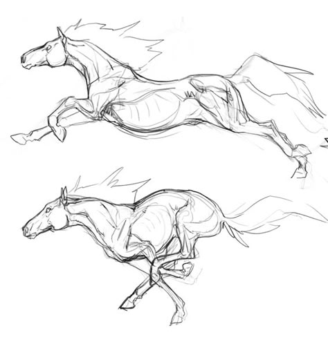 Horse Study Drawing, Horse Herd Drawing, Horse Sketch Anatomy, Animal Anatomy Sketch, Horse Drawing Reference Poses, Animal Drawing Study, Horse Designs Drawing, Horse Refrence Pose, Animal Anatomy Reference