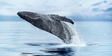 Breaching Whale in Alaska (Photo: Princess Cruises) Alaska Cruise Ports, Alaska Cruise Tips, Best Cruise Deals, Princess Cruise Lines, North To Alaska, Skagway Alaska, Alaska Photos, Alaska Glaciers, Alaska Wildlife