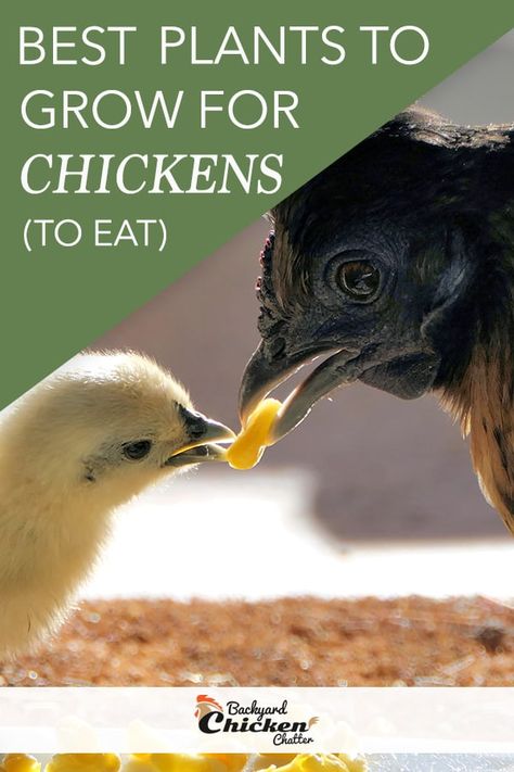 What To Grow For Chickens To Eat, Plants Chickens Like To Eat, Plants For Chickens To Eat, Herbs For Chickens To Eat, Plants To Grow For Chickens, Growing Chicken Feed, Chicken Live, What Can Chickens Eat, Plants For Chickens