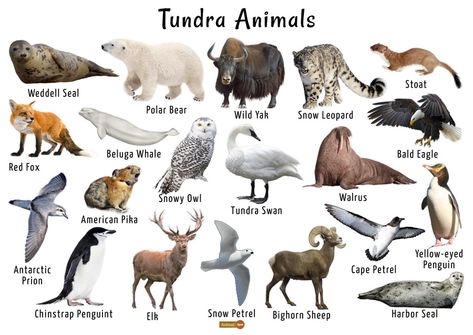 Tundra Biome Project, Antarctica Animals, Tundra Animals, Tundra Biome, Beruang Grizzly, Biome Project, Biomes Project, Animals List, Antarctic Animals