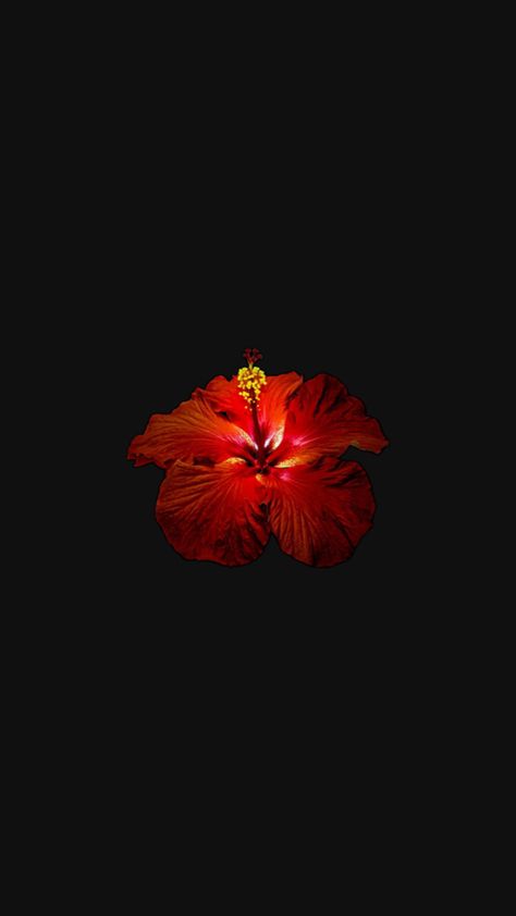 Red flower hibiscus wallpaper Hibiscus Wallpaper, Red Flower Wallpaper, Black Flowers Wallpaper, Flower Hibiscus, Flowers Black Background, Red And Black Background, Photography Inspiration Nature, Nothing But Flowers, Iphone Wallpaper Tumblr Aesthetic