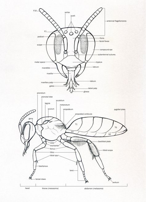 Scientific Illustration Entomology Illustration, Insect Anatomy, Bee Wings, Bee Drawing, Insect Tattoo, Science Illustration, Bug Art, Insect Art, Bee Art