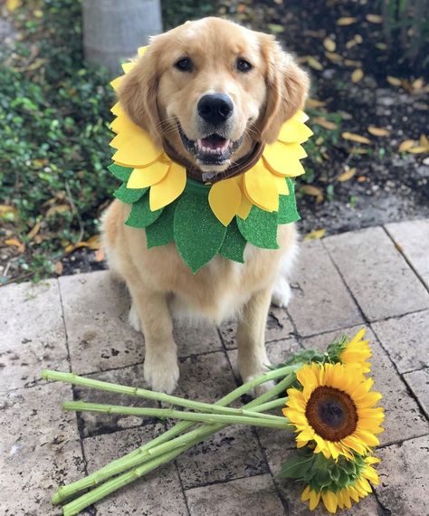 Golden Retriever Halloween Costume, Golden Retriever Costume, Cute Dog Halloween Costumes, Golden Retriever Halloween, Funny Dog Clothes, Carve Pumpkins, My Halloween Costume, Flower Costume, Celtic Traditions