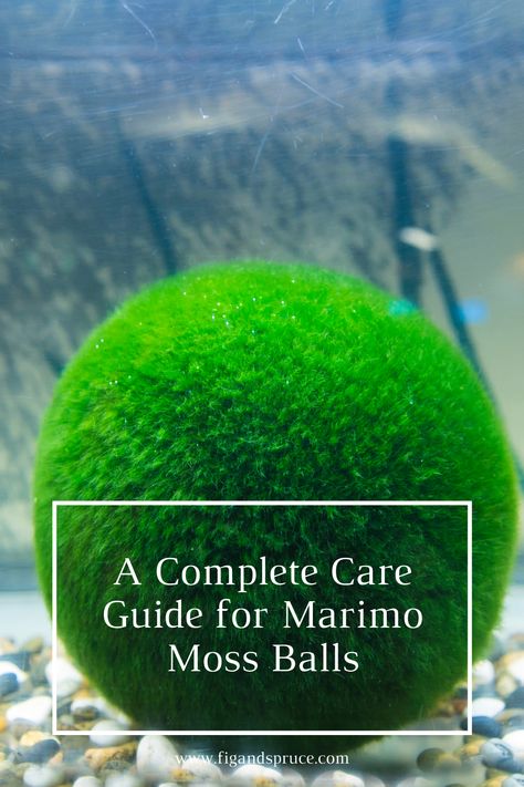 Complete Care Guide for Marimo Moss Balls in 2020 - Fig & Spruce Moss Ball Aquarium Diy, Marimo Moss Ball Aquarium, Moss Ball Aquarium, Marimo Moss Ball Terrarium, Japanese Moss Balls, Low Maintenance Pets, Growing Moss, Beginner Gardening, Marimo Moss