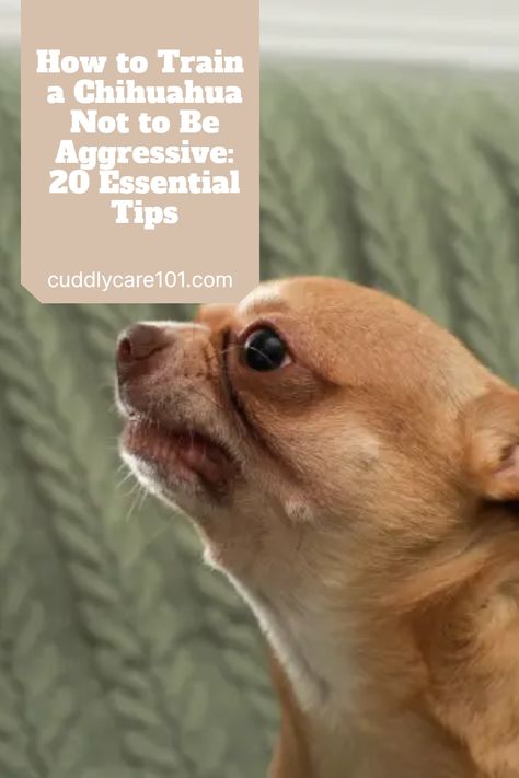 Dealing with Chihuahua aggression can be challenging and frustrating for most dog owners, but the good news is that there are effective techniques on how to train a Chihuahua not to be aggressive. In this guide, I will provide you with 20 essential tips that will help you transform your Chihuahua into a well-behaved, non-aggressive companion. Chihuahua Puppy Training, How To Train A Hyper Dog, Chihuahua Training Tips, Chihuahua Barking, Angry Chihuahua, Chihuahua Training, Angry Chihuahua Video, Aggressive Dog, Companion Dog