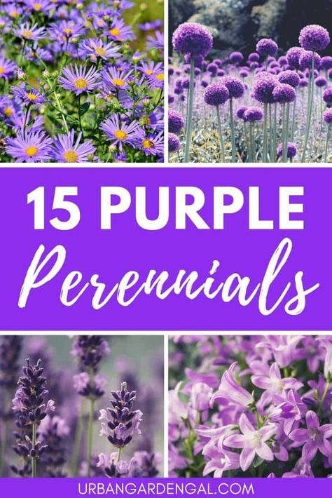 15 Purple Perennials | Urban Garden Gal - Beautiful purple colored perennial flowers for your garden. #perennials #flowers #purpleflowers #gardenplants Partial Shade Perennials, Purple Perennials, Purple Flower Bouquet, Garden Perennials, Teenage Room Decor, Purple Flowers Garden, Garden Cactus, Long Blooming Perennials, Small Purple Flowers