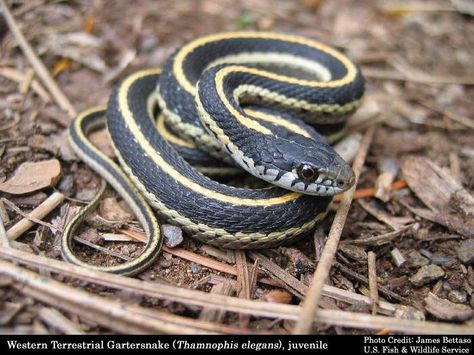 garter snake pictures - Google Search Kill Ants Naturally, Snake Facts, Garden Snakes, Cool Snakes, Garter Snake, Snake Shedding, Rid Of Ants, Get Rid Of Ants, Beautiful Snakes