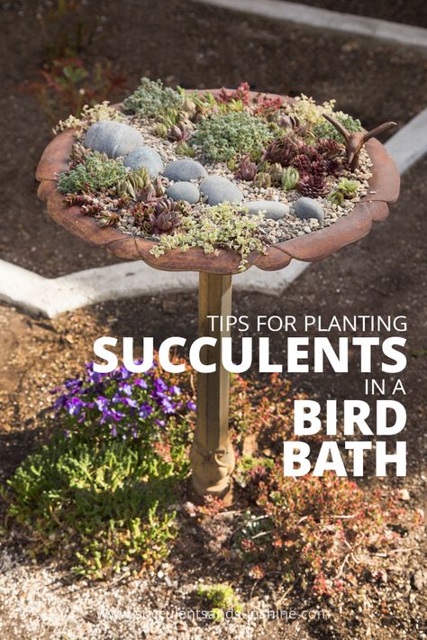 Succulents are a great fit for a bird bath! See how to make sure they thrive with this post! Watering Succulents, Bird Bath Planter, Succulent Projects, How To Water Succulents, Bath Garden, Succulent Landscape Design, Succulent Landscaping, Bird Bath Garden, Desert Living