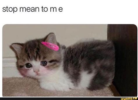 stop mean to m e – popular memes on the site iFunny.co #dankmemes #memes #gaycatgang #cat #catposting #10at10 #spicy #stop #mean #pic Cute Kitten Meme, Hello Cat, Current Mood Meme, Cute Messages, Silly Animals, Cute Memes, Wholesome Memes, Love Memes, Funny Cute Cats