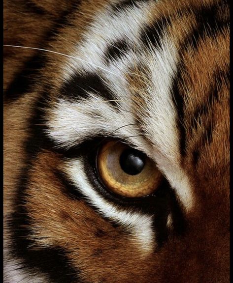 Mary E Pearson, Dance Of Thieves, Big Cat Species, Regard Animal, Wild Animal Wallpaper, Tiger Artwork, Leopard Art, Eye Of The Tiger, Tiger Pictures