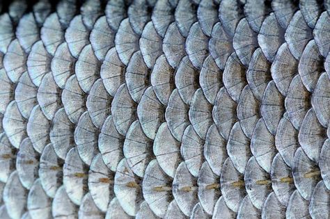 Real Roach Fish Scales Background. A close-up of roach (Rutilus rutilus) fish sc , #AFFILIATE, #Scales, #Background, #Fish, #Real, #Roach #ad Fish Skin Texture, Texture Analysis, Fishes Drawing, Junk Kouture, Scale Armor, Marbles Images, Fish Scale Pattern, Fish Skin, Fish Scale