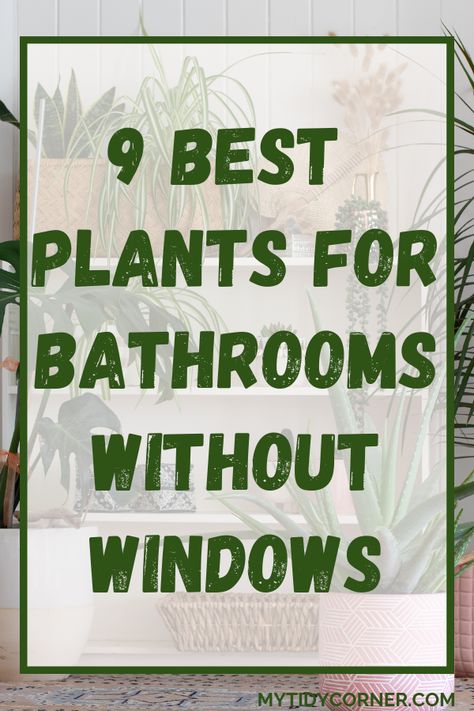 Plants in a bathroom and text overlay about low light plants for a windowless bathroom. Plants For Your Bathroom, Plant Decor Bathroom Small Spaces, Bathroom Decor With No Windows, Bathroom Garden Ideas, Plants In Restroom, Window Plant Organization, Plant Inspired Bathroom, Flowers For The Bathroom, Plants Good For Bathrooms