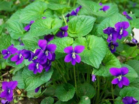 Wild Violets Care – How To Grow Wild Violet Plants By Nikki Phipps (Author of The Bulb-o-licious Garden) Learning to grow violet flowers is easy. In fact, they pretty much take care of themselves i… Violet Plant, Sweet Violets, Blue Garden, Wild Plants, Violet Flower, African Violets, Perennial Plants, Gardening For Beginners, On The Ground