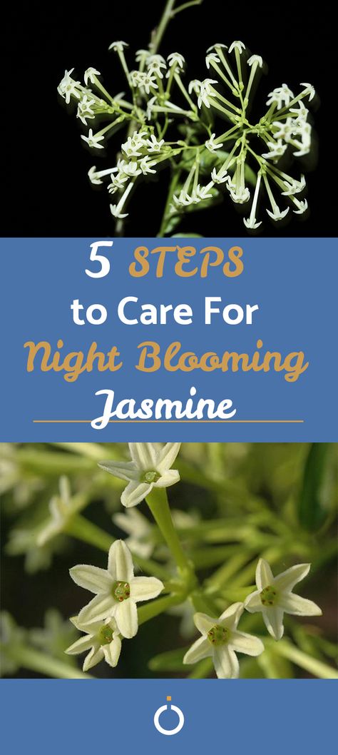 Fragrant Night Blooming Flowers, Jasmine Night Blooming, Night Blooming Jessamine, Jasmine Plants Outdoor, Night Scented Flowers, Lady Of The Night Plant, Lady Of The Night Flower, Night Jasmine Flower, Glowing Garden