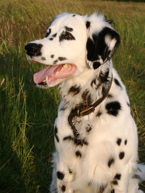 Long coated dalmatian Long Haired Dalmatian, Short Or Long Hair, Rare Dogs, Long Haired Dogs, Dalmatian Puppy, Dalmatian Dog, Dalmatian Dogs, Pretty Dogs, Pretty Animals