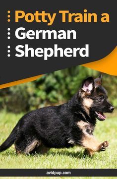 Rottweiler Care, Dogs Tattoo Ideas, Dog Potty Area, German Shepherd Puppies Training, How To Potty Train, German Shepherd Training, Train A Dog, Dog Wallpapers, Gsd Puppy