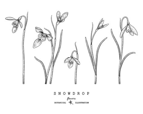 Snow Drop And Carnation Tattoo, Snowdrops Tattoo, Snowdrop Tattoo Design, Snowdrop Drawing, Snow Drop Flower Tattoo, Snowdrop Illustration, Snowdrop Flower Tattoo, Snow Drop Flower, Snow Drops Flowers