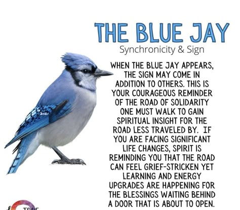 Blue Bird Meaning, Bluejay Meaning, Blue Jay Bird Meaning, Blue Bird Symbolism, Blue Jay Symbolism Meaning, Birds Meaning Symbols Spirit Guides, Bluejay Spiritual Meaning, Blue Jay Feather Meaning, Spiritual Bird Meanings