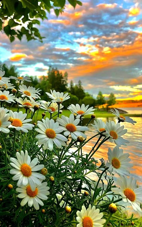 Sunflowers And Daisies, White Daisies, Beautiful Flowers Wallpapers, Beautiful Flowers Pictures, Beautiful Nature Wallpaper, Landscape Wallpaper, Flowers Nature, Flower Pictures, Nature Wallpaper