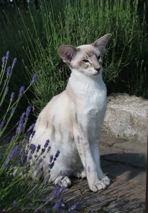 Cat Breed, Balinese, White Cat, Flowers, Blue, White, Nature