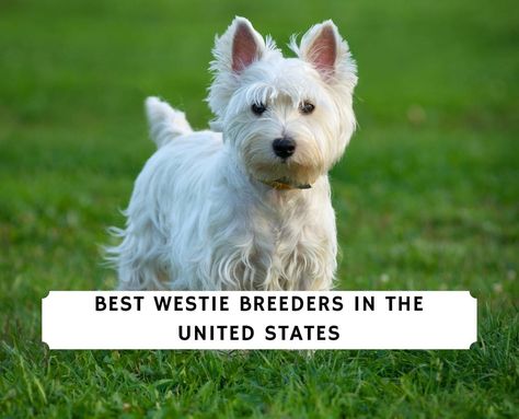 Westie Puppies For Sale Near Me, Westie Puppies For Sale, West Highland Terrier Puppy, Pet Finder, Westie Puppies, Highland Terrier, Highlands Terrier, Love Doodles, Westie Dogs