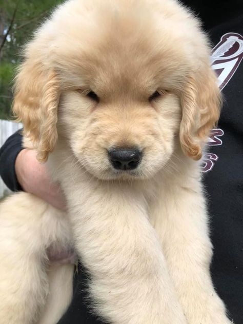 Fluffy Golden Retriever Puppy, Baby Golden Retrievers, Golden Labrador Puppy, Cute Puppies Golden Retriever, Golden Labrador Puppies, Cute Fluffy Puppies, Golden Retriever Baby, Cute Dogs Images, Very Cute Puppies