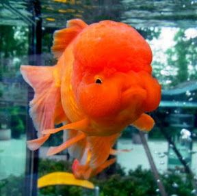 #redoranda #lionhead #lionheadredoranda fancy goldfish Goldfish, Fish Tank, Swimming, Fish, Orange, Water