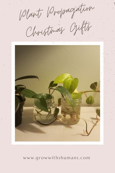 Free, easy, and zero waste Christmas gifts from propagating houseplants! Plants For Christmas Gifts, Plant Christmas Gifts, Propogating Plants, Homemade Gifts Christmas, Christmas Plants Gifts, Zero Waste Christmas, Heart Leaf Philodendron, Christmas Plants, Low Waste