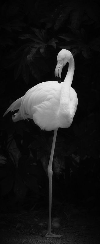 Flamingo. Unique. Black and White Photography. Sophisticated. Beauty. Nature. Natural. Unorthodox. Alternative. Flamingo Pictures, White Flamingo, Albino Animals, Beauty Nature, Pink Bird, Black White Photos, White Photo, Animal Photo, Pink Flamingos