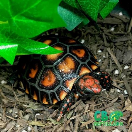 Red Eyed Crocodile Skink, Turtle Rocks, Pancake Tortoise, Indian Star Tortoise, Turtles For Sale, Red Footed Tortoise, Kawaii Turtle, Land Turtles, Tortoise Food