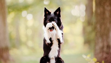 Cool Dog Tricks To Teach Your Dog, Advanced Dog Tricks, Easy Dog Tricks To Teach, Cool Tricks To Teach Your Dog, Dog Tricks List, Unique Dog Tricks, Fun Dog Tricks, Border Collie Tricks, Fun Tricks To Teach Your Dog