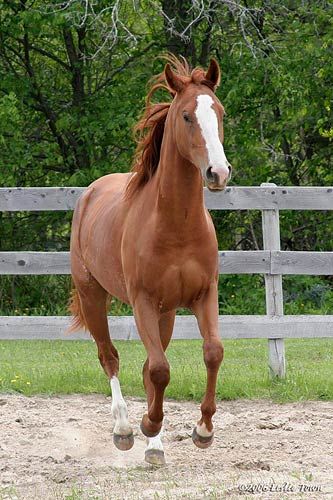 http://ashleynikole.hubpages.com/  American Quarter Horse Riding School, Rp Ideas, Barrel Horse, Types Of Horses, Horse Wallpaper, American Quarter Horse, Most Beautiful Horses, Horse World, Chestnut Horse