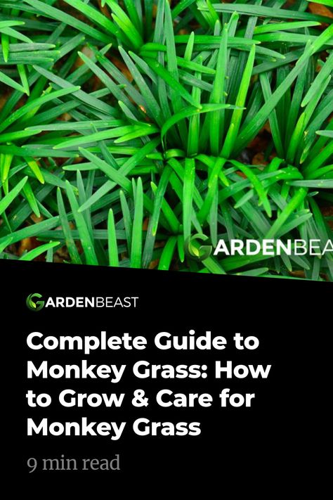 Monkey Grass Care, Monkey Grass Ideas, Monkey Grass Landscaping, Monkey Grass Border, Garden List, Ornamental Grass Landscape, Grass Landscaping, Monkey Grass, Lily Turf