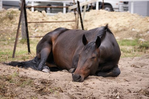 Horse Laying Down, Horse Anatomy, Horse Inspiration, Most Beautiful Horses, Interesting Animals, Funny Horse, Equine Art, Horse Photos, Horse Coloring