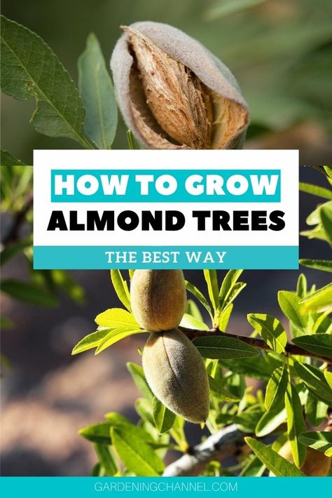 ideal for smaller landscapes. HOW LONG DOES IT TAKE FOR AN Growing Almonds, Grow Almonds, Apple Tree Care, Food Forest Garden, Nut Trees, Harvest Farm, Growing Fruit Trees, Garden Planter Boxes, Almond Tree