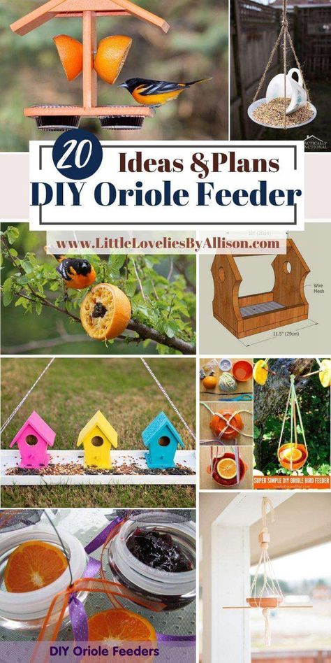 DIY Oriole Feeder Plans Diy Baltimore Oriole Feeder, Oriel Bird Feeder Diy, Oriole Bird Feeders Diy Grape Jelly, Oriole Feeders Homemade, Oriel Feeder Diy Jelly, Diy Oriole Jelly Feeder, Unique Bird Feeders Diy, Diy Oriole Feeder, Oriole Bird Feeders Diy