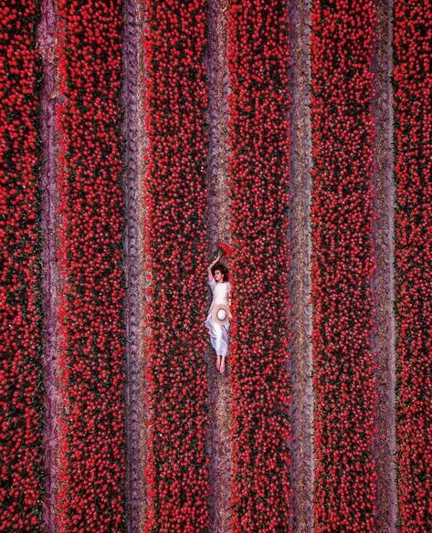 Drone Pictures, Aerial Photograph, Tulip Fields, Drone Photos, Drone Photography, Aerial Photography, Travel Photographer, Flower Field, Female Travel