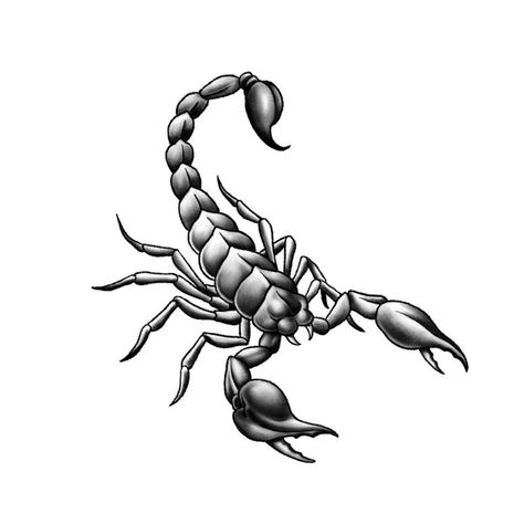 Scorpion Tattoo Design, Scorpion Tattoo, Flash Design, Random Image, Tattoo Photo, Scorpion, Blackwork, Tattoo Design, Flash