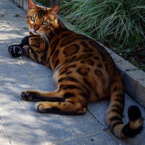 Beautiful Cat! Brown Bengal Cat, Cat Orange, Bengal Kitten, Gallery Ideas, Bengal Cats, Cat Urine, Exotic Cats, Gorgeous Cats, Cute Cat Gif